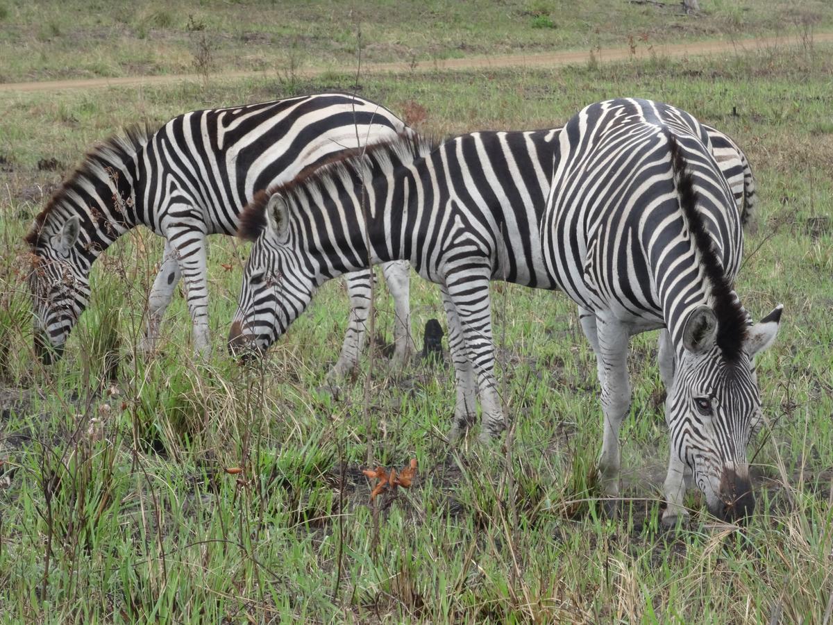 Lodge Afrique เซนต์ลูเซีย ภายนอก รูปภาพ